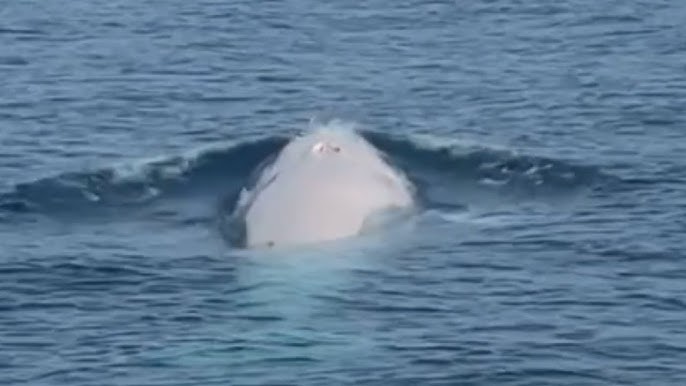 Rare Albino Whale Spotted Off Coast Of Thailand