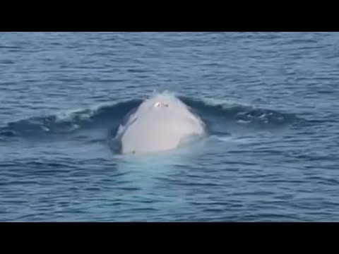 Rare ‘Albino’ Whale Spotted Off Coast of Thailand