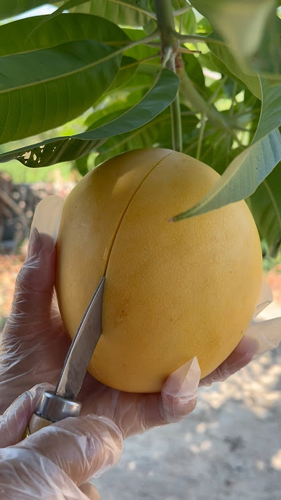 wow strange mango 🥭 cut ripe mango on tree #cuttingskills #mango