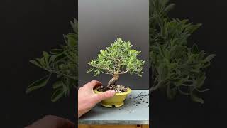 Rinvaso di un bonsai di salvia del Texas. shorts short bonsai bonsailife plants natura nature