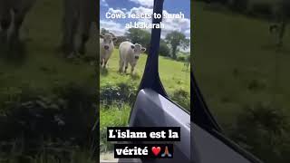 Cows reaction on surah. Islam Number one
