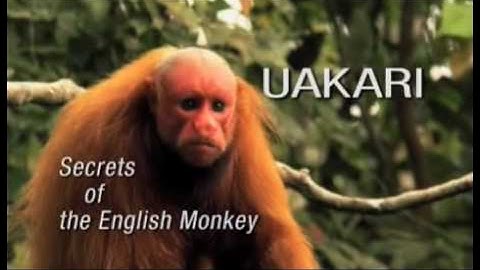 Rainforest- Saving the monkey: Uakari Secrets of the English Monkey