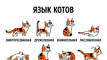 Как понимать кошачий язык