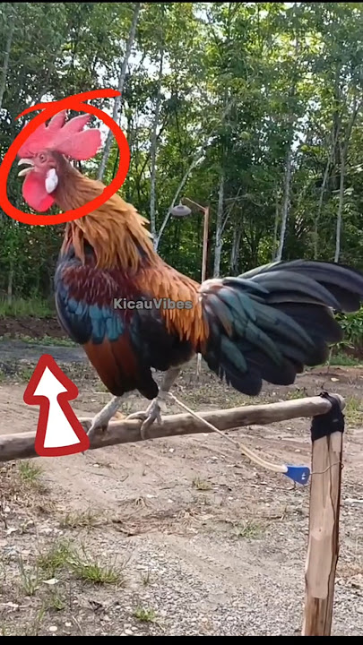Pancingan suara ayam hutan pikat super ampuh #ayam #ayamhutan #rooster #trending