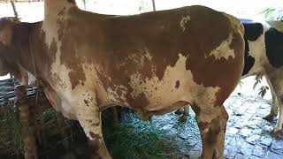 Red Kurbanir Goru 2018