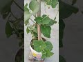 My Rooftop Garden #rooftopgarden #rooftop #garden