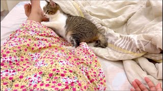 Adopted Tiny kitten shows love to his owner🥰 #pets   #animals  #cute #meow by Brunei Cat Lovers 1,121 views 1 year ago 2 minutes, 48 seconds