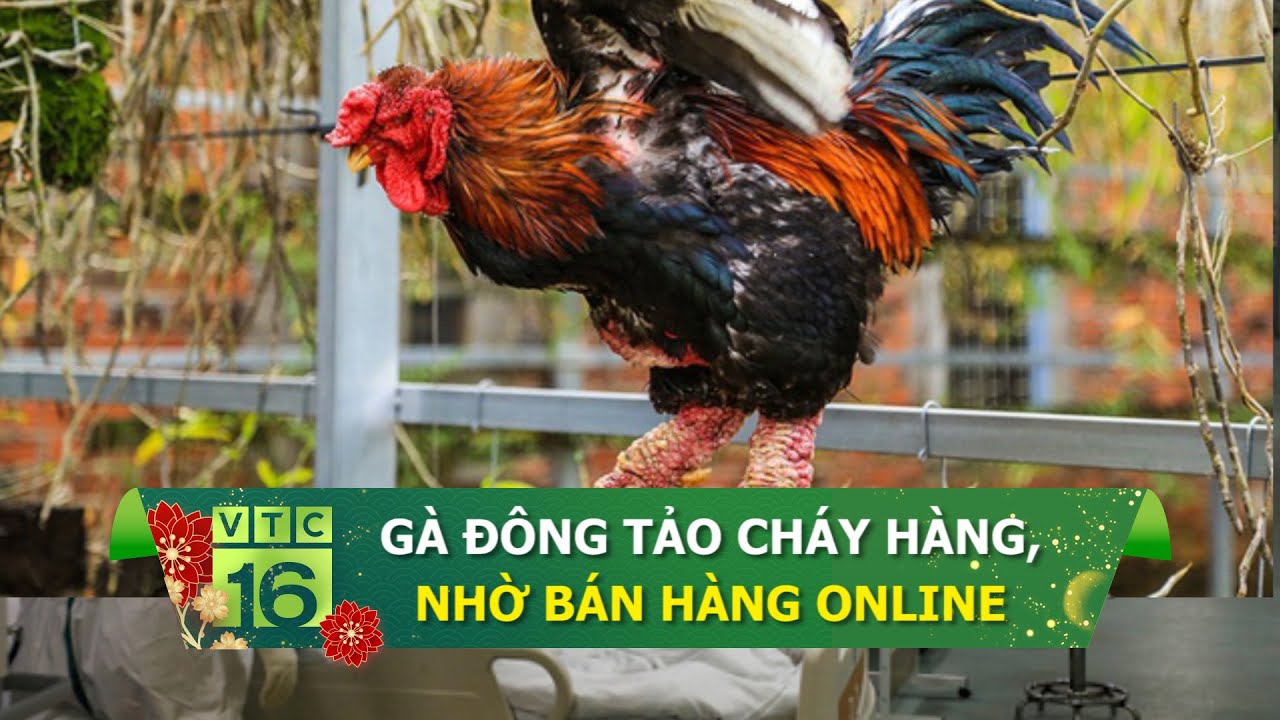 Gà Đông Tảo Cháy Hàng, Nhờ Bán Hàng Online | Vtc16 - Youtube