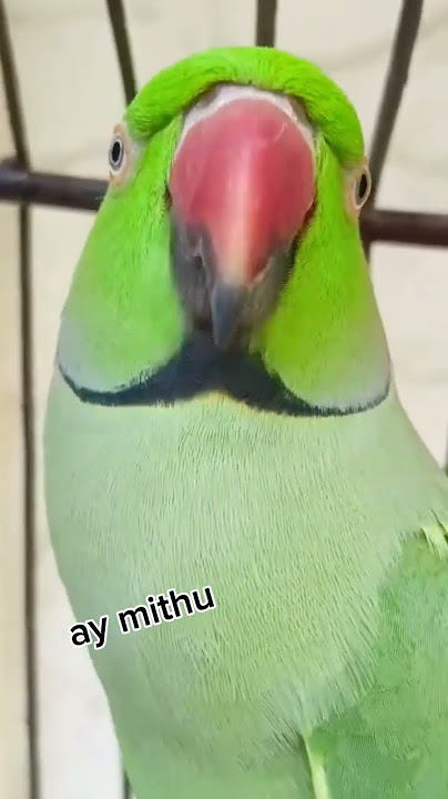 ay mithu#mithu#tiktok#short#viral