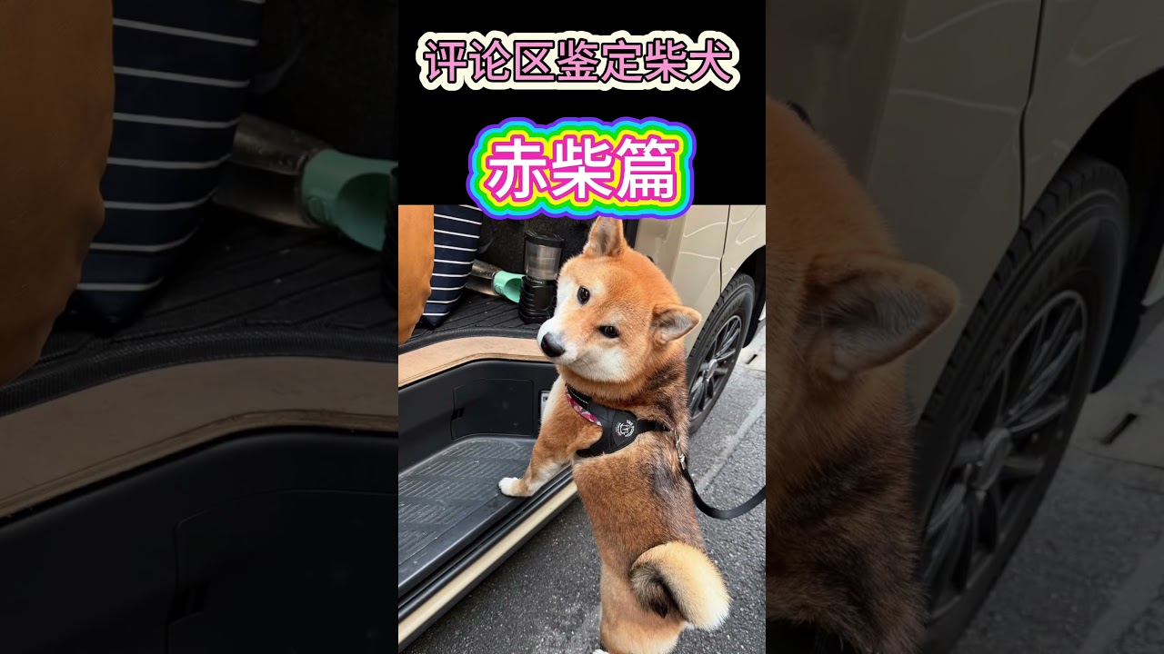 把你家赤色柴犬价格和城市发出来#狗#柴犬#柴犬鉴定张老师会一一回复，想要全面讲解可以直接找张老师哦#赤柴#