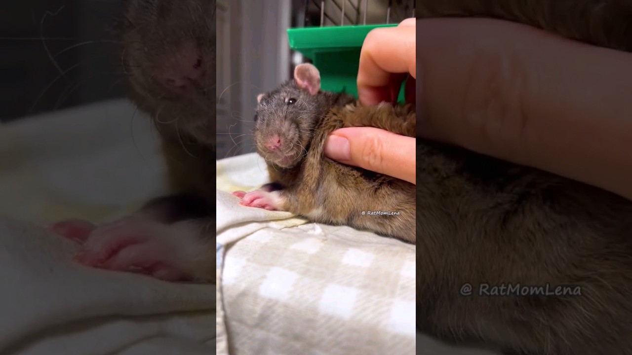 Pet Rat Duke Slow Mo 🐭🖤 