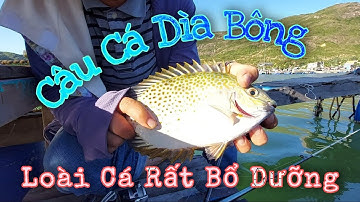 Thính siêu nhạy - Giật cá mỏi tay