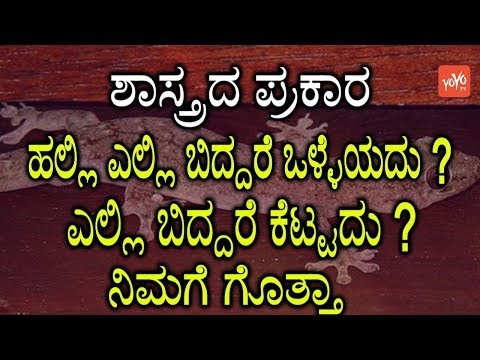 Kannada Facts : ಶಾಸ್ತ್ರದ ಪ್ರಕಾರ ಹಲ್ಲಿ ಎಲ್ಲಿ ಬಿದ್ದರೆ ಒಳ್ಳೆಯದು ? ಎಲ್ಲಿ ಬಿದ್ದರೆ ಕೆಟ್ಟದು ನಿಮಗೆ ಗೊತ್ತಾ ?