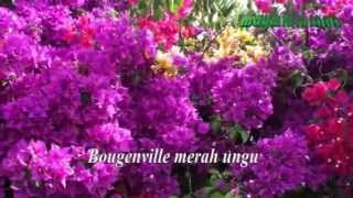 BOUGENVILLE, Broery Marantika, editor:maymintaraga