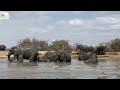 Waterhole Swims &amp; Loud Muddy Splashes with the Whole Elephant Herd! 💦