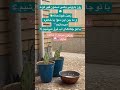 #iran #kerman #nature #rain #rainyday