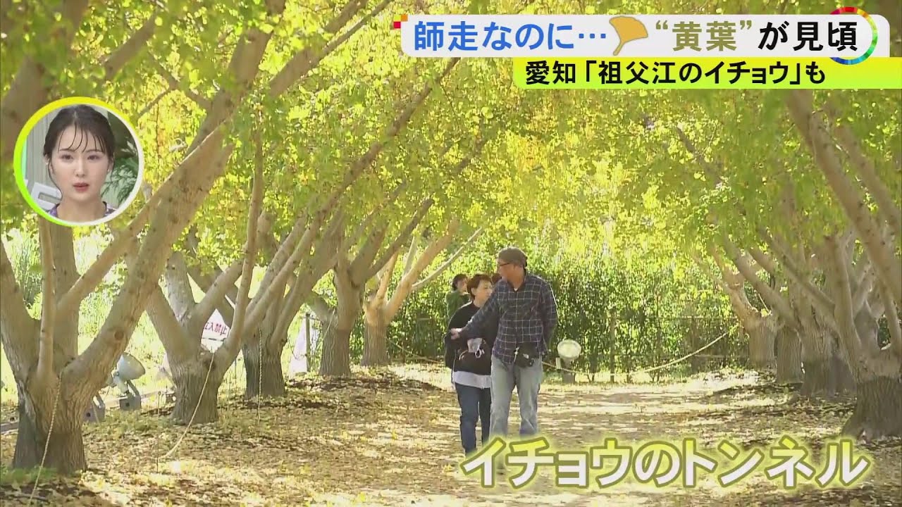 “黄葉”遅れ今まさに街中が黄金色に…「日本一の銀杏産地」愛知県稲沢市祖父江町 1万本以上のイチョウが見頃 銀杏グルメで町おこしも