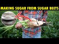 How SUGAR is Made | Sugar Beets Farming, Harvesting & Processing | Making Beets into Sugar