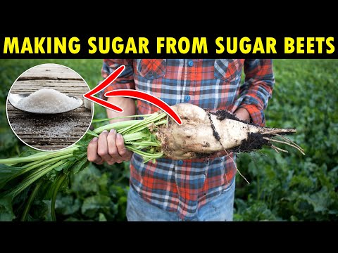 Video: How To Get Sugar From Beets