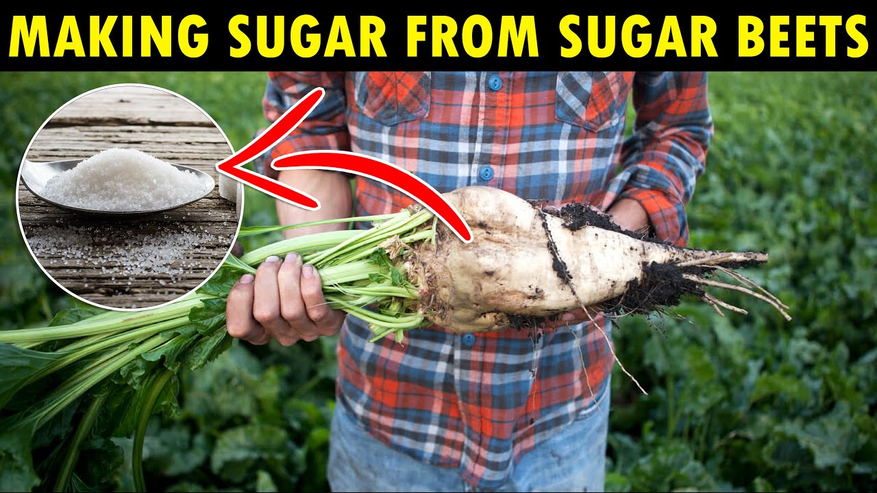 How SUGAR is Made | Sugar Beets Farming, Harvesting & Processing | Making Beets into Sugar - YouTube