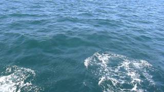 Porpoise, Dolphins in Aialik Bay Alaska