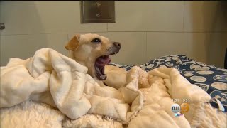 Calif. Pets Stores Can Only Sell Rescued Dogs, Cats And Rabbits Under New Law