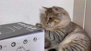 翌日には「自動給水器」をうまく使いこなす天才な子猫-CatVlog 68