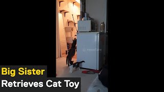 &#39;Big sister to the rescue!&#39; Cat retrieves toy stuck on top of fridge for younger sibling