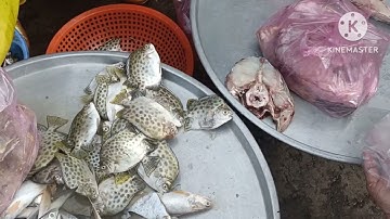 🔴🤹 vũ trề mời cả nhà cùng đi chợ vàm láng nha