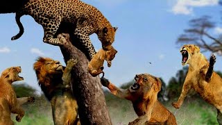 Lion Cats Vs Leopard Attack