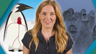 Why Don't Penguins' Feet FREEZE? | Earth Unplugged