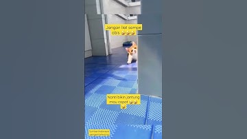 Thumbnail of bikin kaget, jantung mau copot 🤣🤣🤣 #shorts #shortvideo #funnycatsvideos #kucingimut #cat