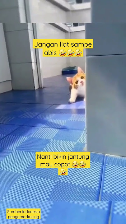bikin kaget, jantung mau copot 🤣🤣🤣 #shorts #shortvideo #funnycatsvideos #kucingimut #cat