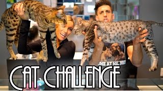 CRAZY CAT CHALLENGE!