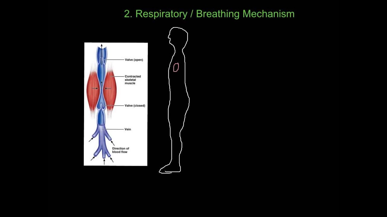 venous return youtube venous return