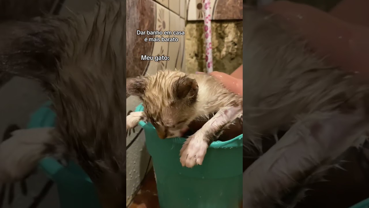 Bicho ficou puto😂