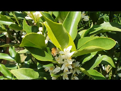 Video: Kumquat-bloeiseizoen - waarom er geen bloemen zijn op Kumquat-bomen