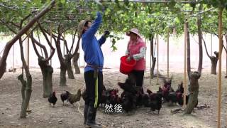 無毒農小農故事|記憶中的果香 鳳凰莊蜜絲棗