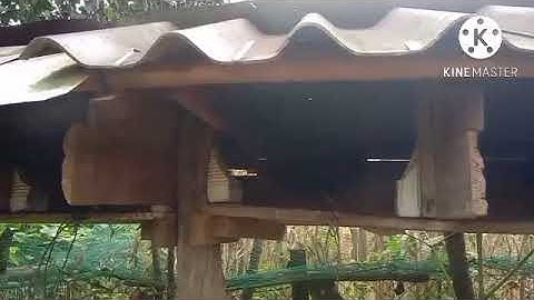 coj nej lo saib me nyuam qaib dib txaum 1.2 nawb