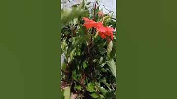 Công dụng cây hoa dâm bụt #shorts