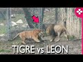 LEON vs TIGRE l Los 5 Batallas de León versus Tigre de los últimos acontecimientos