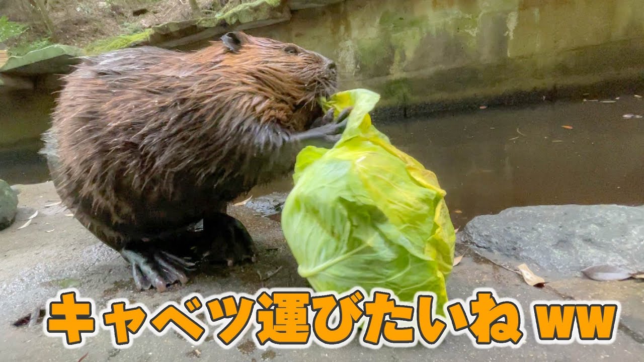 不器用なビーバーもいるんですw