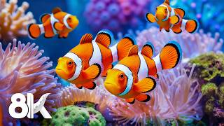 Explore the Ocean Paradise in 8K — Beautiful Marine Life, Tropical Fish Swimming and Coral Reefs