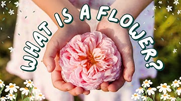 Lets Learn About Flowers ~ Educational Videos for Kids | Learn flowers for kids