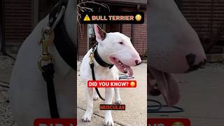 BULL TERRIER INTERESTING FACTS 03 ⚠ #shorts