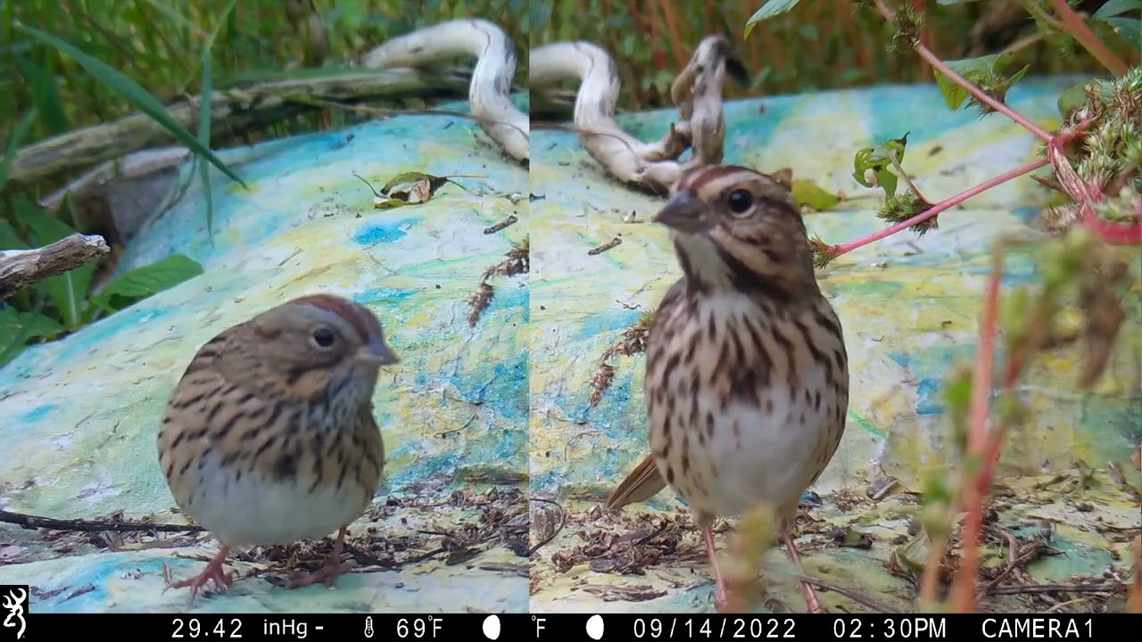 My first Lincoln's sparrow?! compare id vs song sparrow...subspecies or hybrid?