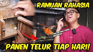 INI DIA RAMUAN RAHASIA TERNAK SUNCONURE AUTO NELUR BANYAK