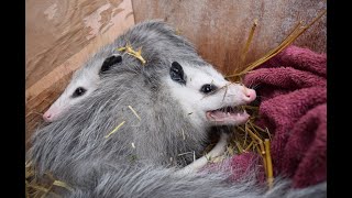 Opossum Release to the Wild Oct 2020   HD 720p by Ferncroft Rescue 1,794 views 3 years ago 5 minutes, 57 seconds