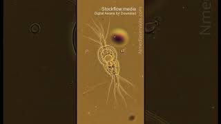 Giardia Lamblia 20260314 0873 | Parasite | Microscopic - Vertical Stock Footage