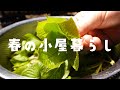 【春の小屋暮らし】森を食べる、新芽の天ぷら：畑はじめ：味噌づくり【田舎暮らし】